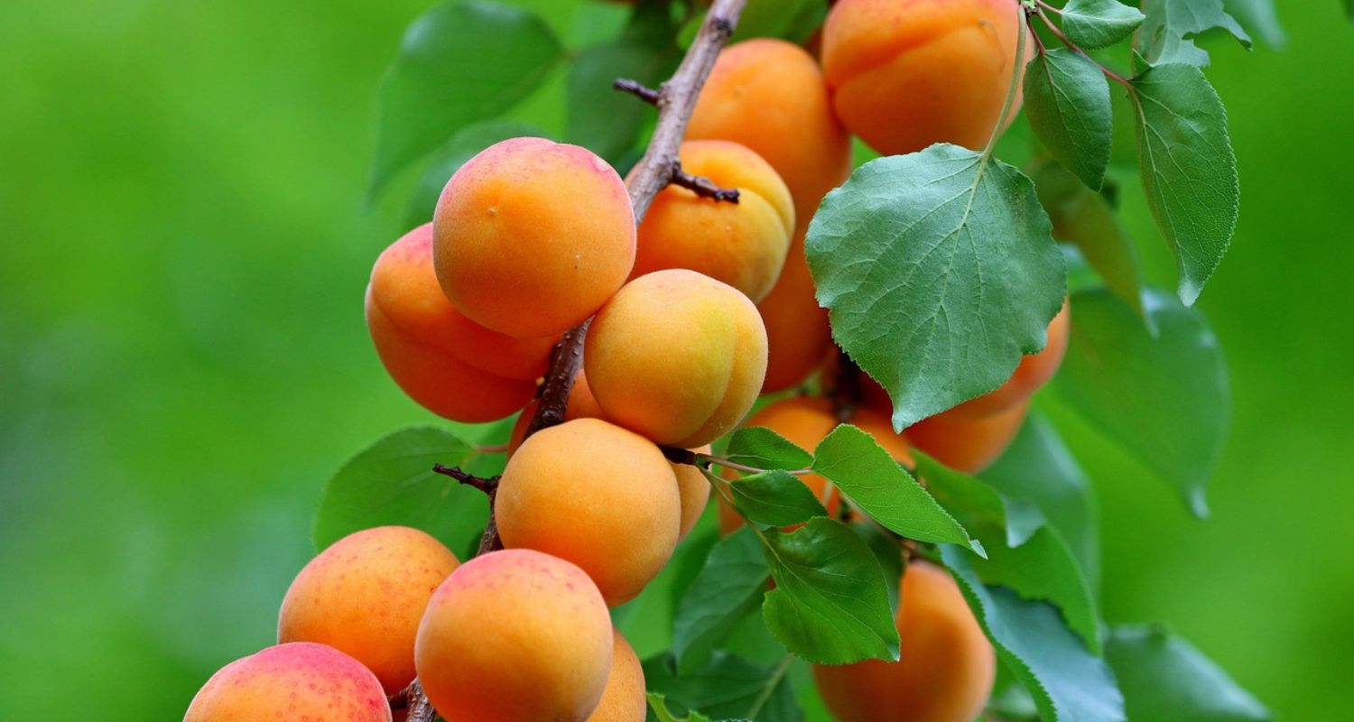 Are Apricots Good for You?