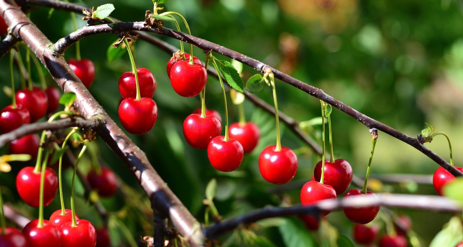 Are Cherries Good for You?