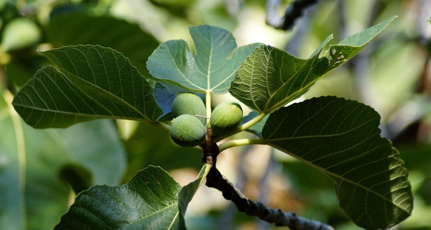 Are Figs Good for You?