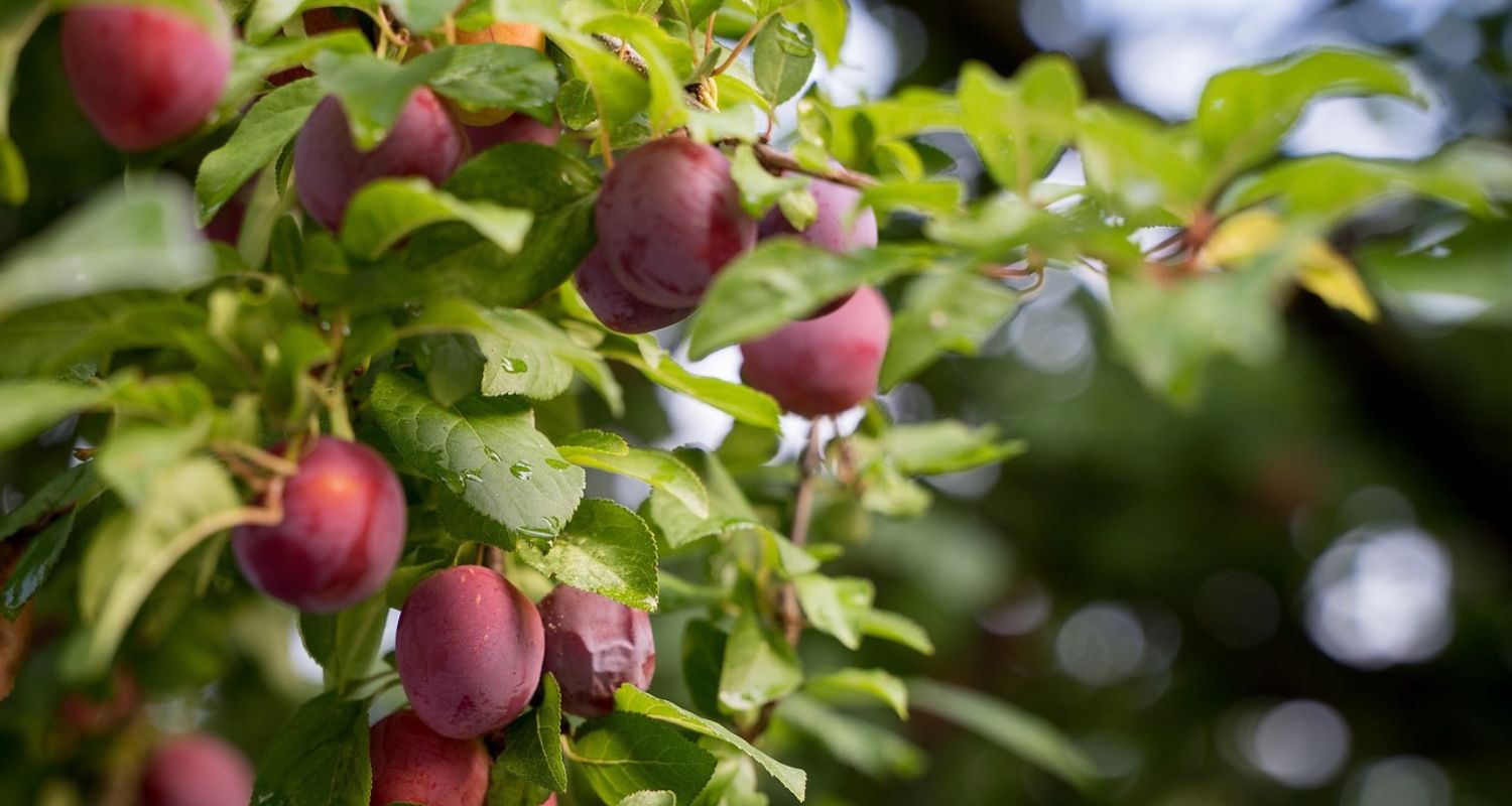 Are Plums Good for You?