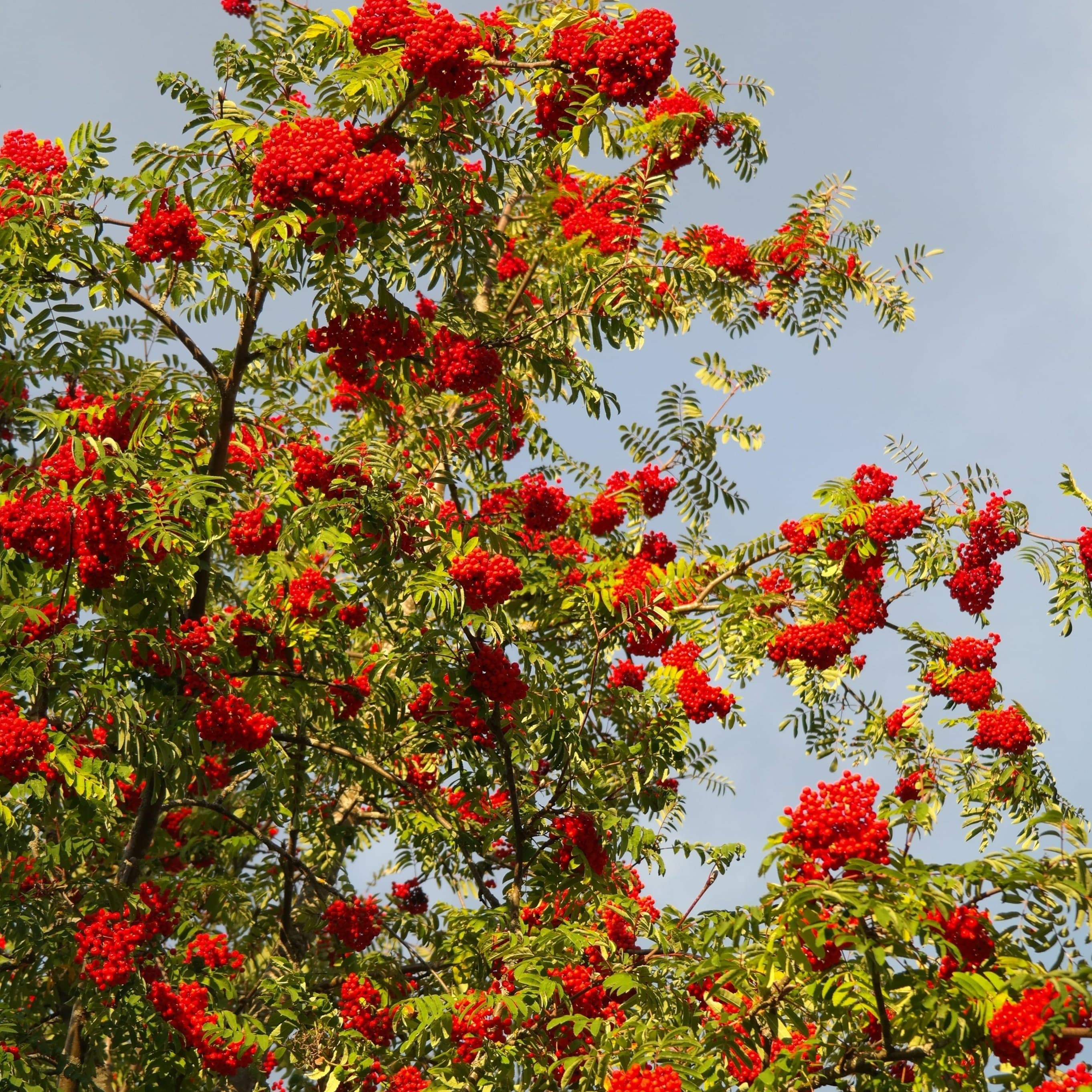 Cut-Leaf Mountain Ash Tree | Sorbus asplenifolia