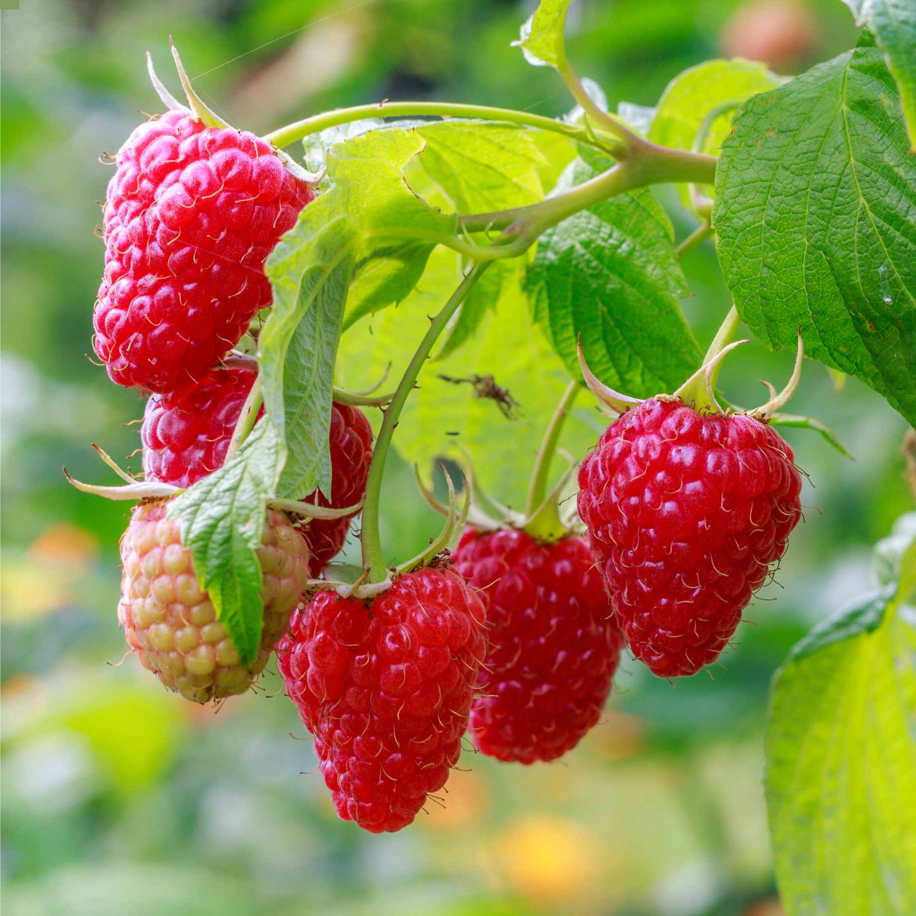 'Autumn Treasure' Raspberry Plants