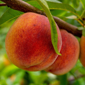 'Avalon Pride' Patio Peach Tree Fruit Trees