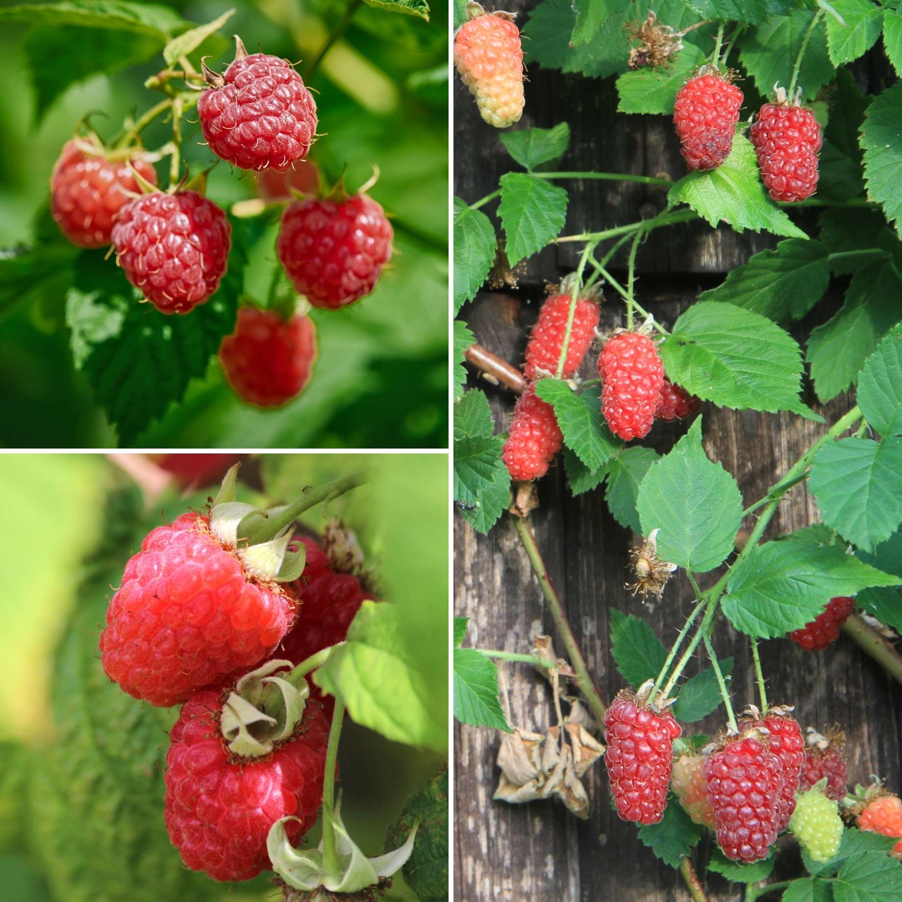 Award-Winning Raspberry Canes | Growers' Choice