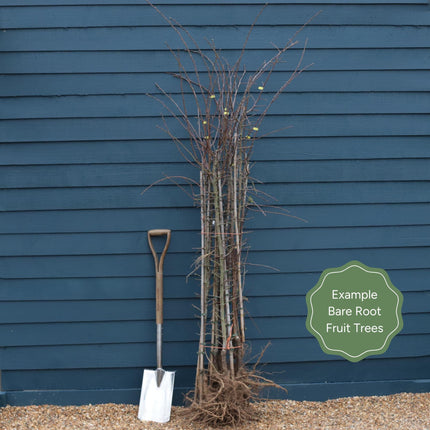 'Wellington' Mulberry Tree Soft Fruit