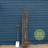 Mini Orchard Collection | Cherry, Pear & Plum Trees Fruit Trees