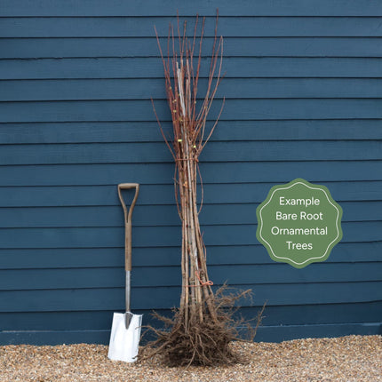 'Flagpole' Cherry Blossom Tree | Prunus Amanogawa Ornamental Trees