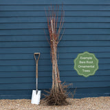 Corkscrew Willow | Salix matsudana 'Tortuosa' Ornamental Trees