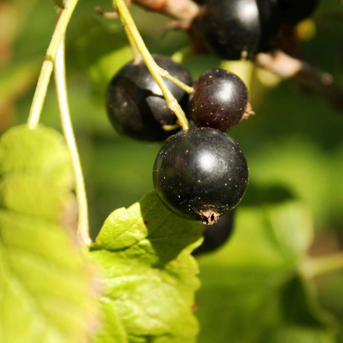 'Ben Hope' Blackcurrant Bush – Roots Plants