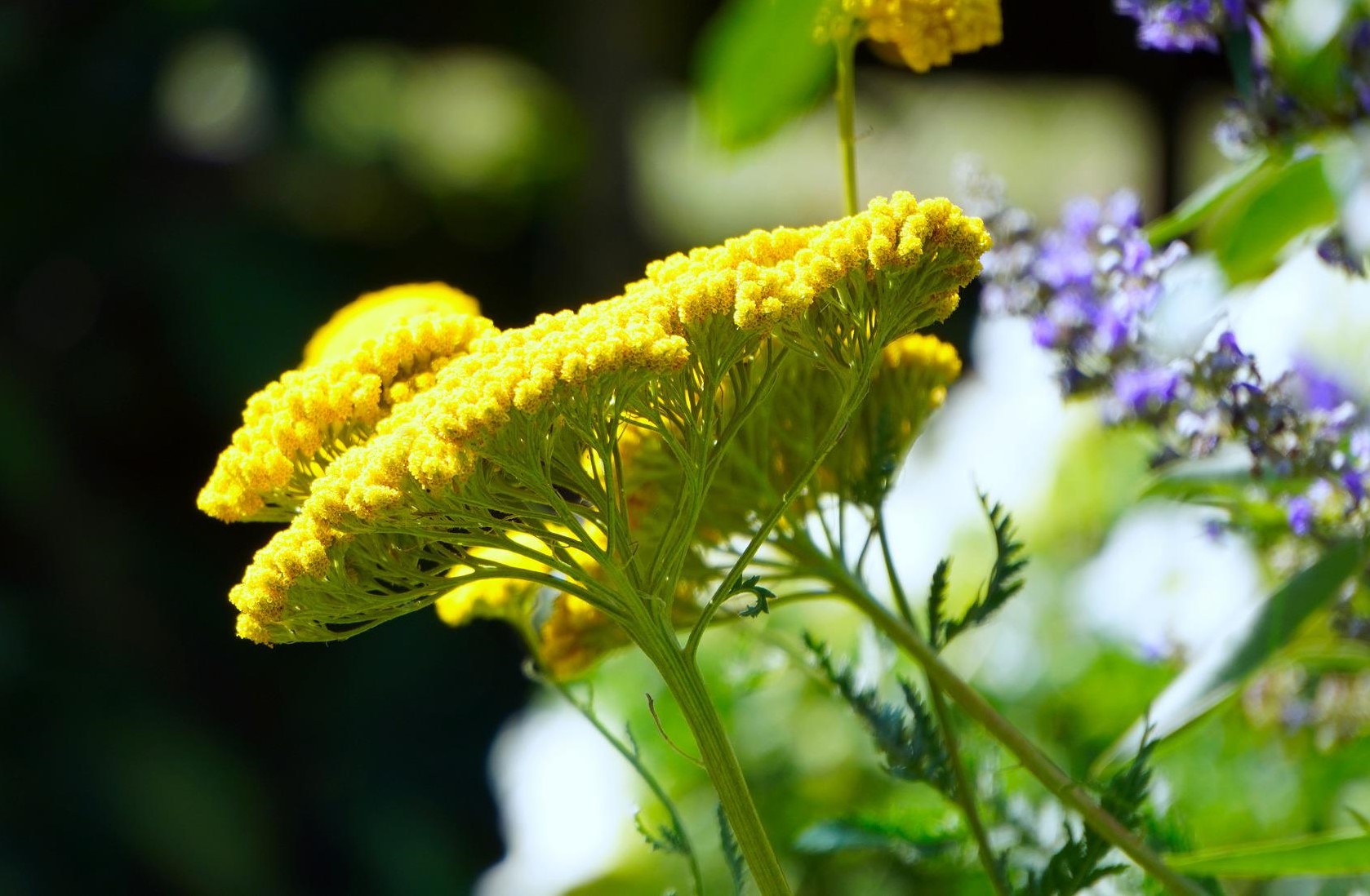 The 5 Best Achillea (Yarrow) Plants to Grow