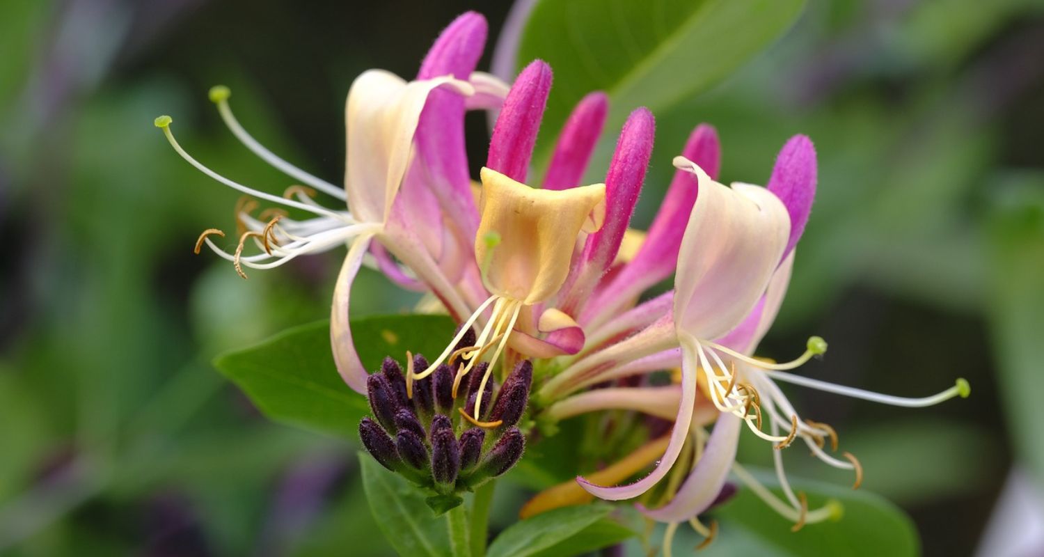 Best Honeysuckle Plants: A Buyer’s Guide