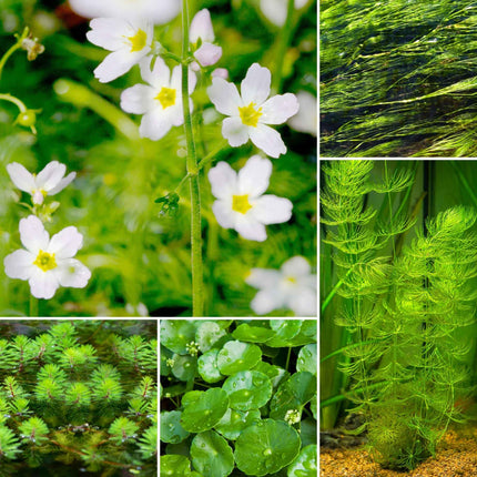 Best Oxygenating Pond Plants | Growers' Choice Pond Plants