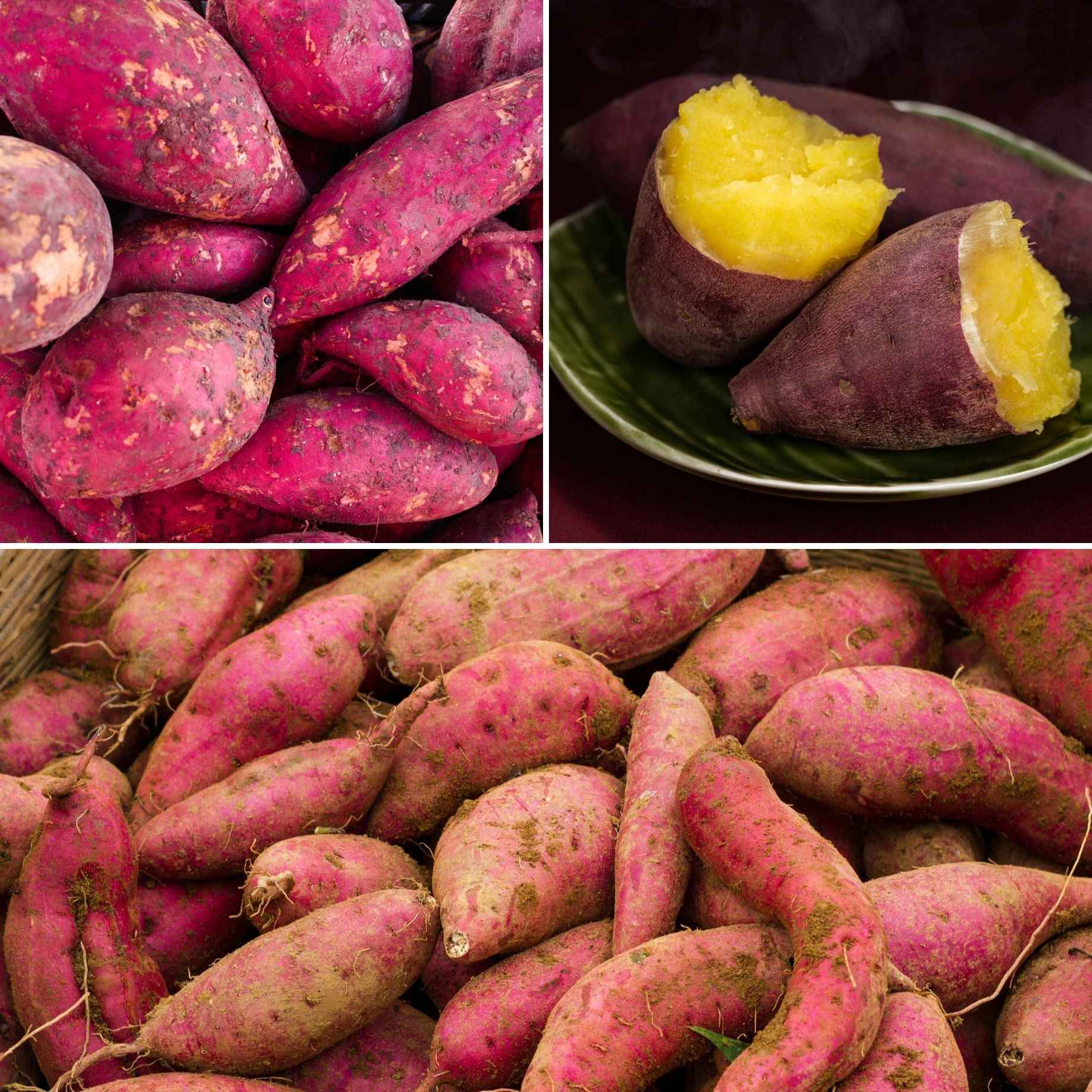 Best Sweet Potato Plants | Grower's Choice