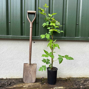 'Tiny Black' Blackberry Plants Soft Fruit