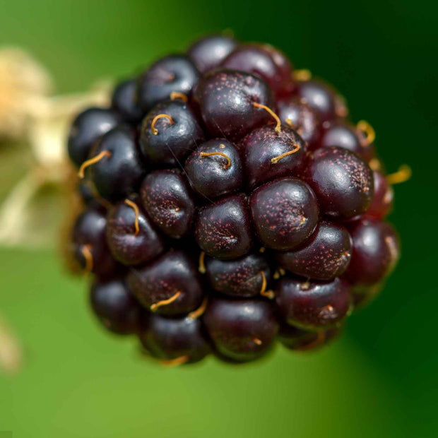 'Columbia Star' Blackberry Plant Soft Fruit