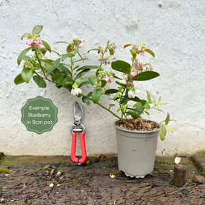 'Pink Lemonade' Blueberry Bush Soft Fruit