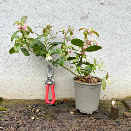 'Chandler' Blueberry Bush Soft Fruit