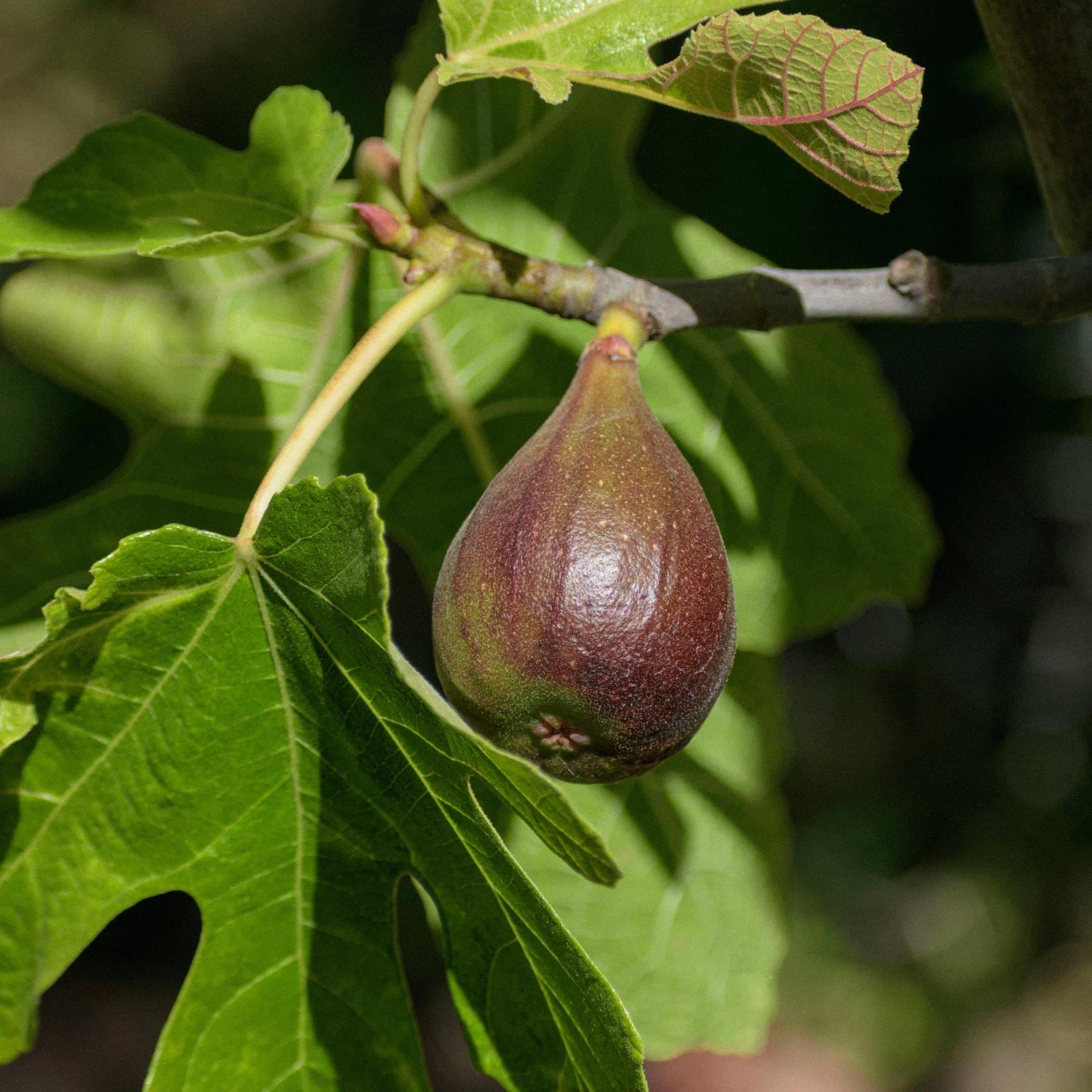 'Bornholm's Diamond' Fig Tree