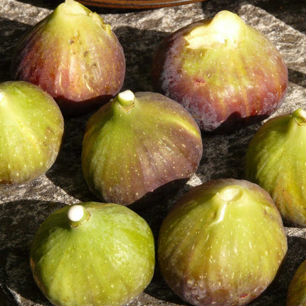 'Bornholm's Diamond' Fig Tree Soft Fruit