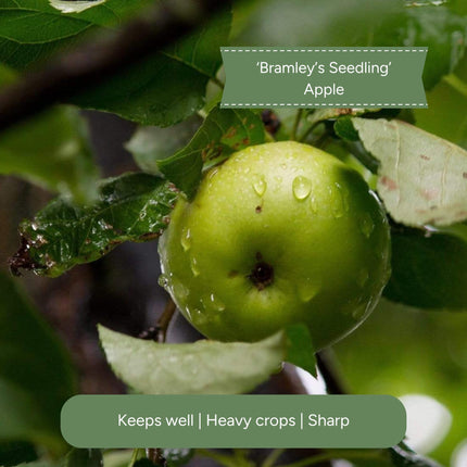 Cordon Apple Tree Trained Fruit Trees