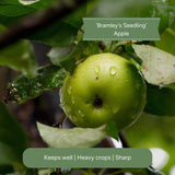 Stepover Apple Tree Trained Fruit Trees