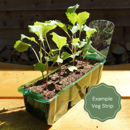 'Tirza' Cauliflower Plants Vegetables