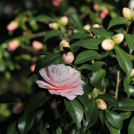 Pink Japanese Camellia | Camellia japonica 'Nuccio's Pearl' Shrubs