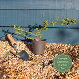 Ceanothus thrysiflorus 'Repens' Shrubs