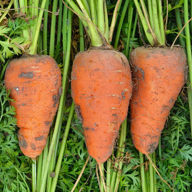 'Chantenay' Carrot Plants