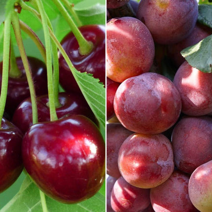 Cherry and Plum Trees | Perfect Partners Fruit Trees