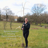 Cheal's Weeping Cherry Blossom Tree | Prunus 'Kiku Shidare Zakura' Ornamental Trees