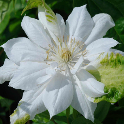 Clematis 'Duchess of Edinburgh' Climbing Plants