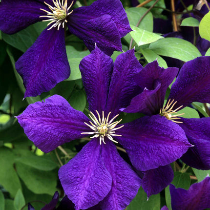 Clematis 'Happy Birthday' Climbing Plants