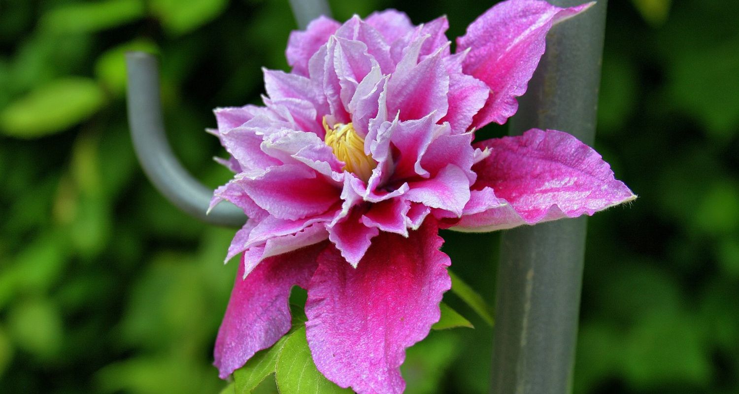 Clematis Varieties: Which is the Best Clematis for Your Garden?