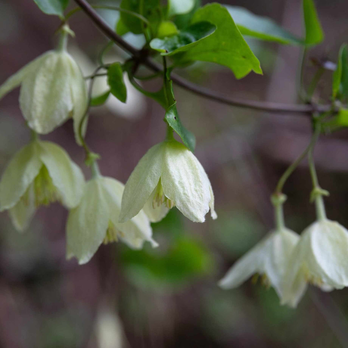 Clematis cirrhosa 'Jingle Bells' – Roots Plants