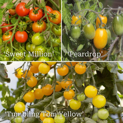 Colourful Tomato Plants Collection Vegetables