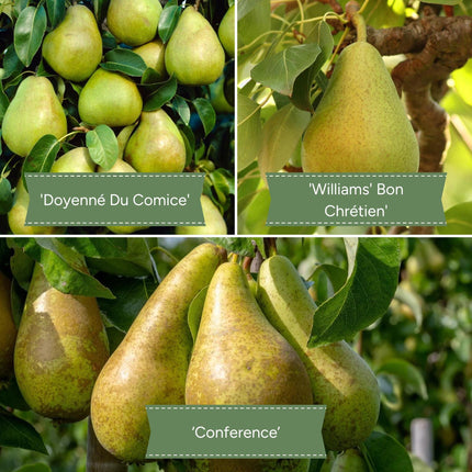 Family Pear Tree Fruit Trees