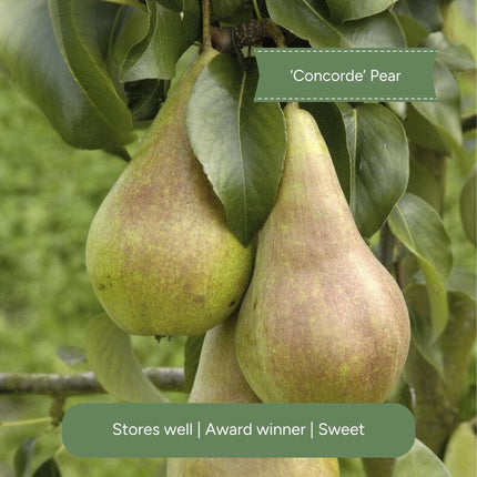 Complete Orchard Collection | Apple, Cherry, Pear, Plum Trees Fruit Trees