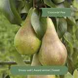 Patio Pear Tree Trained Fruit Trees