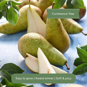 Pear Stepover Tree Edible Fruit Garden deciduous Pyrus plant Trained Fruit Trees