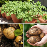 Container Growing Seed Potato Pack | Growers' Choice Vegetables