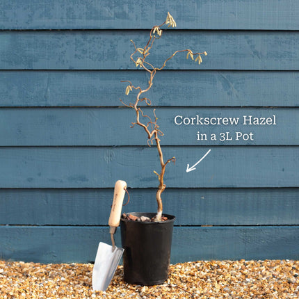 Purple Corkscrew Hazel | Corylus avellana 'Red Majestic' Ornamental Trees