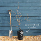 Purple Corkscrew Hazel | Corylus avellana 'Red Majestic' Ornamental Trees