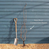 Purple Corkscrew Hazel | Corylus avellana 'Red Majestic' Ornamental Trees