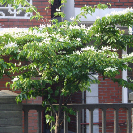 Dogwood Tree | Cornus kousa Ornamental Trees