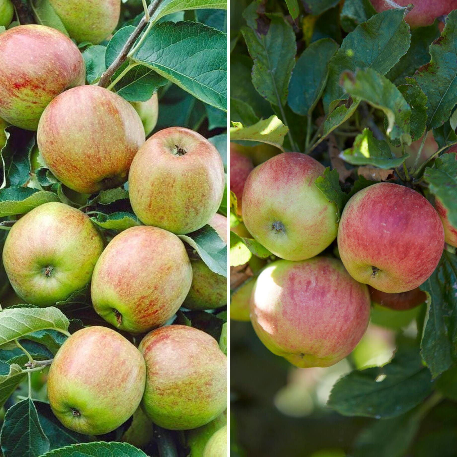 Duo Apple Tree | 'Cox's Orange Pippin' & 'Elstar'