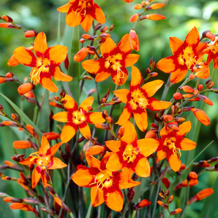 Crocosmia 'Emily McKenzie' Perennial Bedding