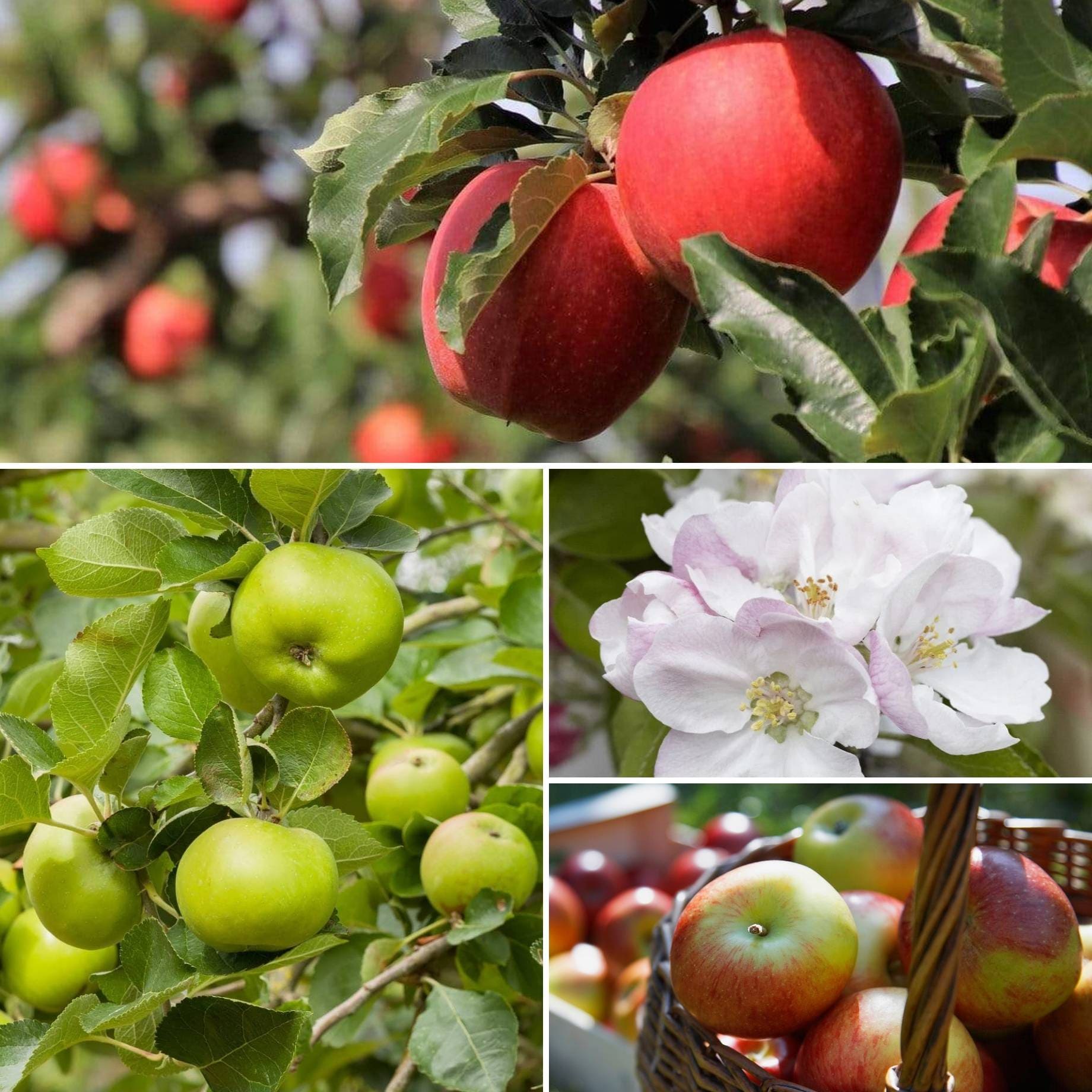 Cross-Pollinating Apple Collection | Bramley, Gala & James Grieve