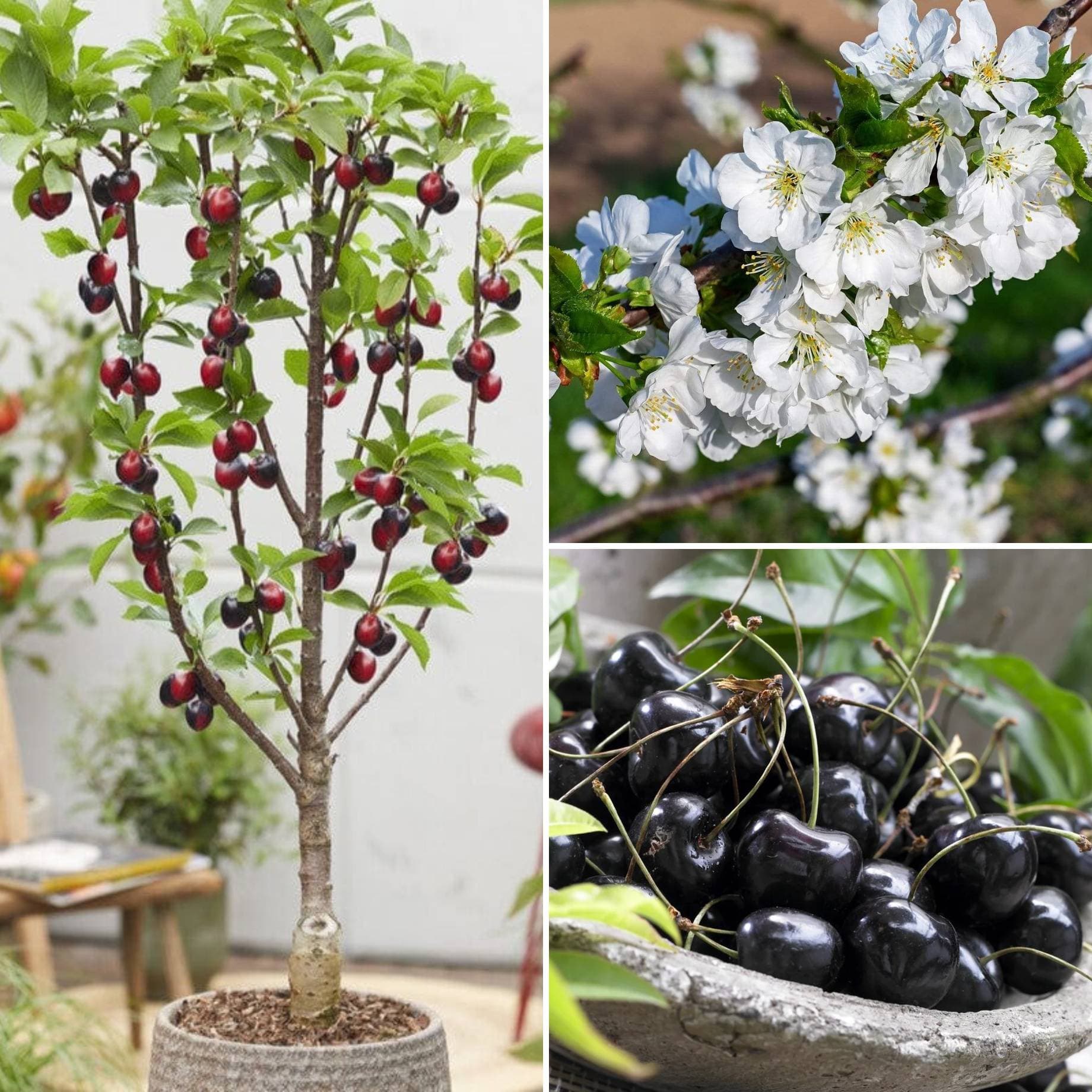 Cross-Pollinating Cherry Collection | Kordia, Merchant & Regina