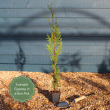 Golden Leyland Cypress | Cupressocyparis leylandii 'Castlewellan Gold' Ornamental Trees